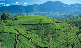 nuwara-eliya_tea